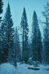 Fototapeta premium Winter cold grips the Russia forest, turning stone hard and silent.