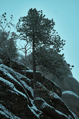 Winter cold grips the Russia forest, turning stone hard and silent.