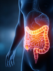 Human digestive system highlighted