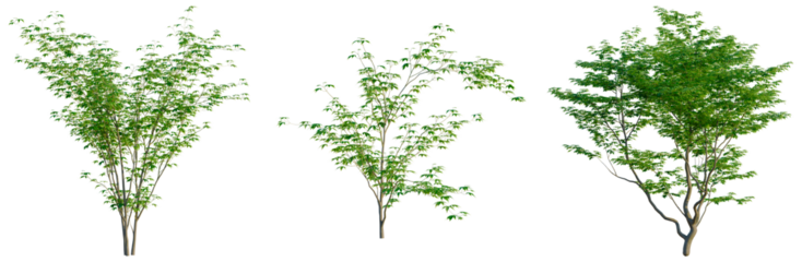 Acer palmatum tree, front view, cutout, transparent background, isolate, Elevation, Detailed close-up of a lush green tree, beautifully captured for nature-inspired design elements.