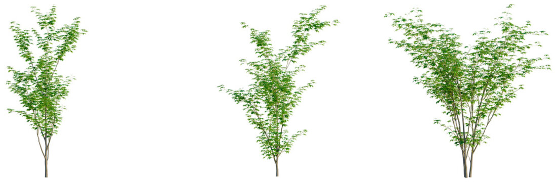 Acer palmatum tree, front view, cutout, transparent background, isolate, Elevation, Single Tree with Bare Branches, Minimalist Botanical Illustration, Nature Concept, Simple Design