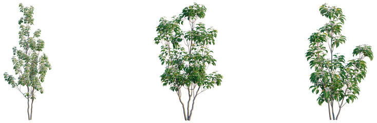Cornus hongkongensis tree, front view, cutout, transparent background, isolate, Elevation, Detailed close-up of a lush green tree branch with vibrant leaves and a healthy ecosystem.