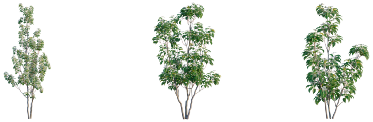 Cornus hongkongensis tree, front view, cutout, transparent background, isolate, Elevation, Detailed close-up of a lush green tree branch with vibrant leaves and a healthy ecosystem.