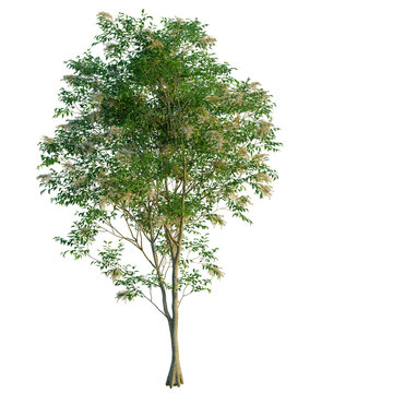 Fraxinus griffithii tree, front view, cutout, transparent background, isolate, Elevation, Detailed close-up of a vibrant green tree branch with delicate leaves, perfect for nature backgrounds.