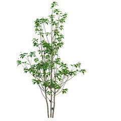 Obraz premium Ilex pedunculosa tree, front view, cutout, transparent background, isolate, Elevation, Detailed close-up of a lush green tree branch with vibrant foliage, perfect for nature themes.