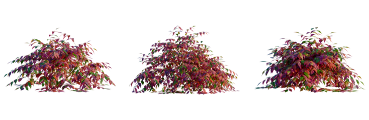 Nandina domestica Otafukunanten tree, front view, cutout, transparent background, isolate, Elevation, Vibrant Red Maple Tree Branch with Detailed Leaves, Perfect for Spring and Autumn Design Elements