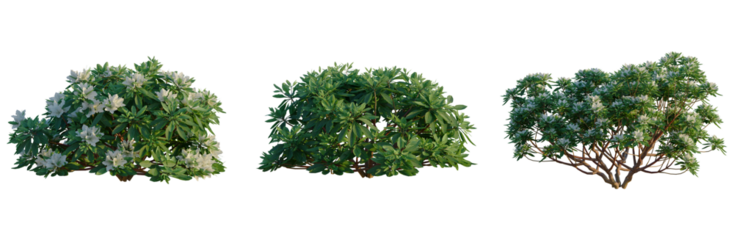 Rhododendron Hino White tree, front view, cutout, transparent background, isolate, Elevation, Detailed Green Tree Branch with Leaves, Perfect for Botanical and Nature-Themed Designs