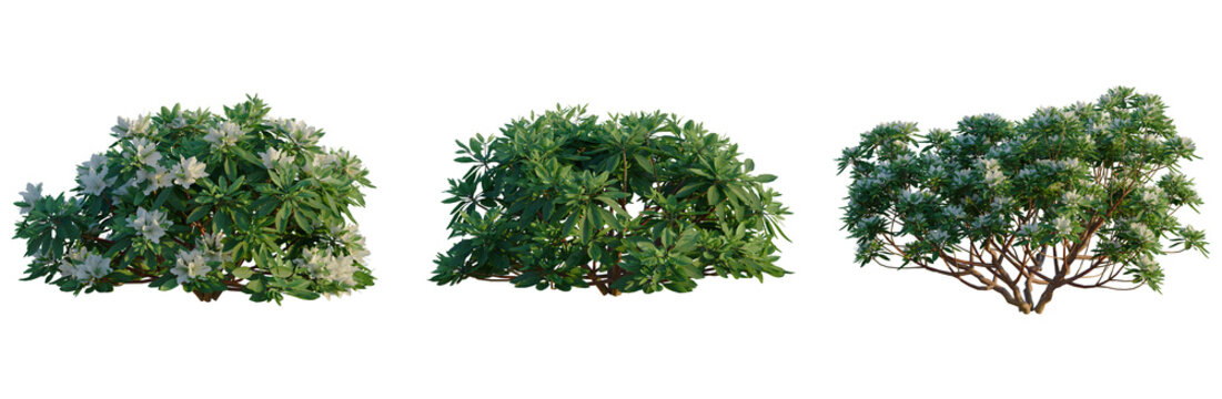 Rhododendron Hino White tree, front view, cutout, transparent background, isolate, Elevation, Detailed Green Tree Branch with Leaves, Perfect for Botanical and Nature-Themed Designs