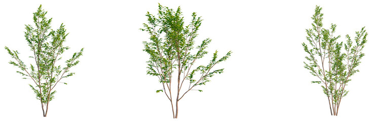 Obraz premium Stewartia monadelpha tree, front view, cutout, transparent background, isolate, Elevation, Green Tree Branches with Leaves, Realistic Botanical Illustration, Perfect for Spring and Summer Designs