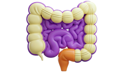 3D Illustration of Human Large Intestine and Appendix