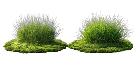 Two fluffy, green grass mounds with soft, mossy bases on black