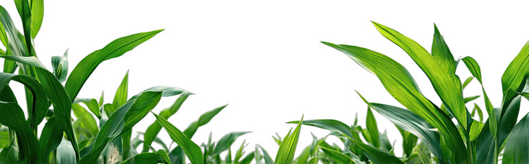 Close up of bright green corn stalks with black background