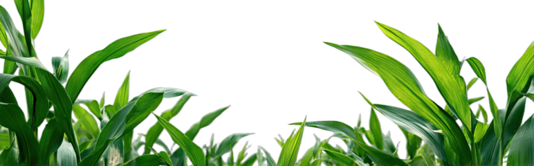 Close up of bright green corn stalks with black background