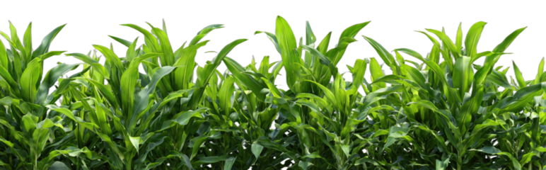 A row of vibrant green young corn stalks stand tall against a black background