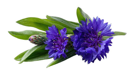 Two vibrant blue flowers with green leaves and a bud