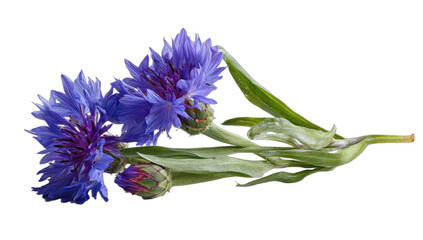 Two vibrant blue flowers with green stems and buds on a dark background