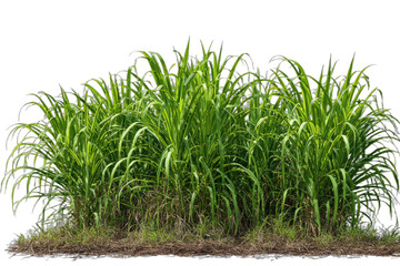 Tall green grass stalks with thin leaves growing from dry ground