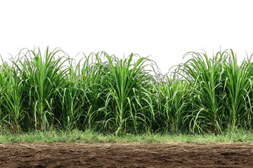 Lush green tall grasses grow from brown soil, forming a vibrant field