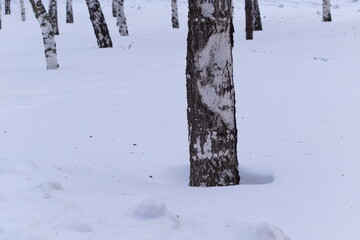 snow covered tree trunk