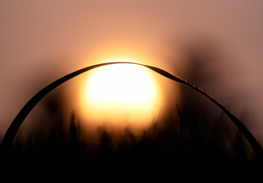 Silhouette of a curved grass blade arching over the golden sunset sun