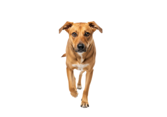 A medium-sized, mixed-breed dog with sleek tan and caramel fur walks forward, head tilted curiously, making direct eye contact against a transparent background, concept of pet adoption campaign