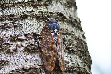 日本のセミ　アブラゼミ