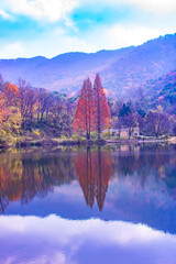 Fototapeta premium Beautiful autumn landscape with red Metasequoia trees reflected in a calm lake