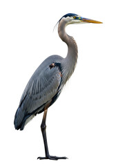 Fototapeta premium Majestic great blue heron standing motionless in a precise profile view, exhibiting textured blue-grey plumage, amber eyes, and a sharp yellow beak against a sterile high-key white studio background,