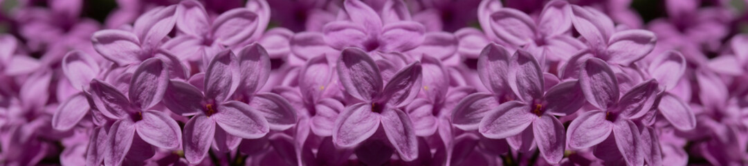 Panoramic Purple Lilac Flower Close-Up: Delicate Spring Bloom With Rich Violet Hues