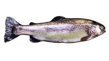 Fish trout on white background isolated