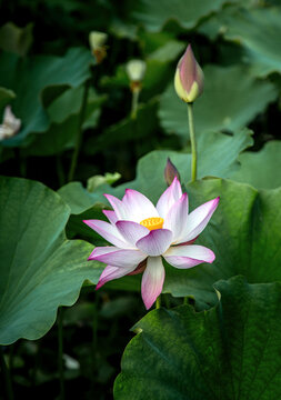 Elegant Lotus Flower Blooming In Pond