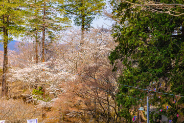 西山公園（西山荘近辺）