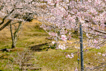 西山公園（西山荘近辺）