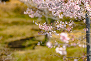 西山公園（西山荘近辺）