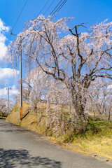 西山公園（西山荘近辺）