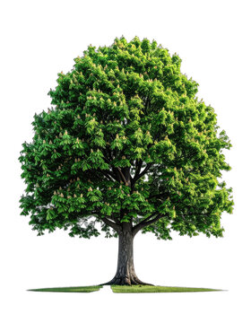 Vibrant green chestnut tree isolated against a pure black background.