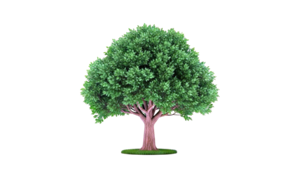 A single green deciduous tree on a white background.