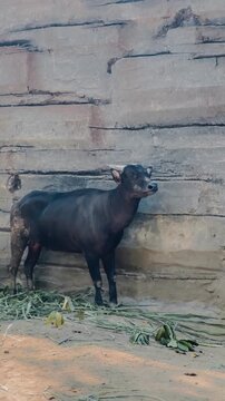 Anoa Enjoying a Calm Moment at The Zoo