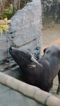Anoa Enjoying a Calm Moment at The Zoo