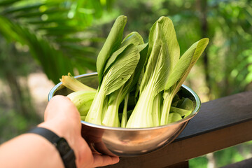 Hand Holding Fresh Bok Choy in Bowl with Tropical Leaves Background for Healthy Food Concept