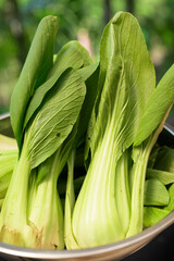 Fresh Bok Choy in Bowl with Tropical Leaves Background for Healthy Food Concept