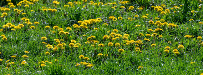 Banner bright Field of Yellow Dandelions on a Sunny Day