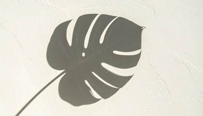 Monstera leaf shadow on white textured concrete wall