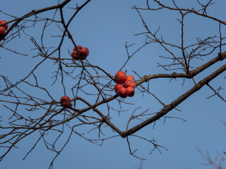 果実が残る冬の柿の木