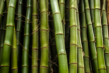 Obraz premium Lush green bamboo forest with strong, segmented stalks in Brazil. A symbol of sustainability, strength, and natural beauty.