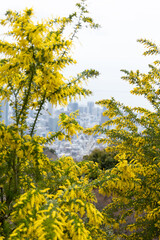 Fototapeta premium Kawazu cherry blossoms in the Yodo Suiro Waterway in Kyoto.