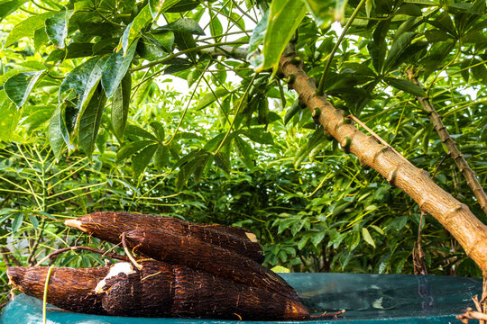 Cassava root on a plastic table with the manioc plantation on the farm in Brazil