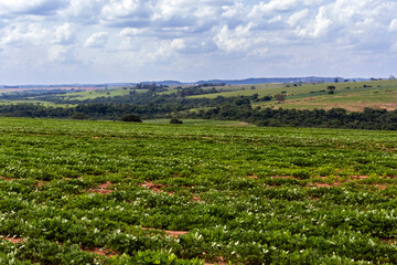 View of a peanut plantation on a farm in the rural area in Sao Paulo state; The region is one of the largest producers of this legume in Brazil
