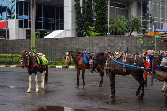 Jakarta, Indonesia - January 18 2026: Three carriage horses wearing colorful head ornaments resting in a parking area near an office building.