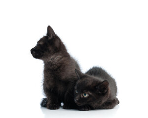 Obraz premium Side view of two black metis kittens sitting together